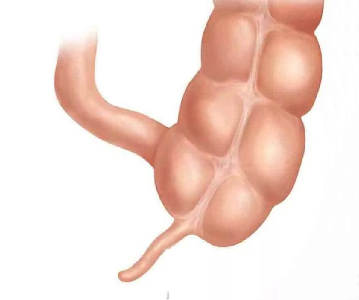 Appendiksin məqsədi açıqlandı